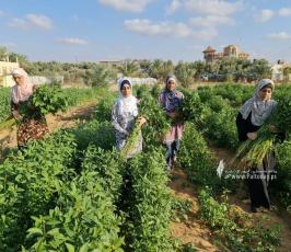 فتيات من غزة يُقمن مشروع زراعي تحدياً للبطالة (3)