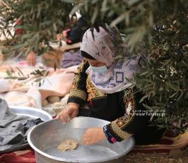فلسطينيات يعددن الخبز على الصاج  خلال افتتاح موسم جني الزيتون بغزة (12)