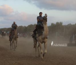  سباق للخيول والجمال وسط قطاع غزة (12)