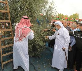 موسم الزيتون (7)