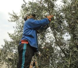 موسم الزيتون (8)