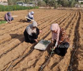 فتيات من غزة يُقمن مشروع زراعي تحدياً للبطالة (8)