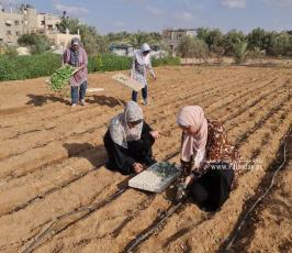 فتيات من غزة يُقمن مشروع زراعي تحدياً للبطالة (9)