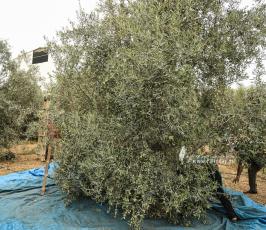 موسم الزيتون (3)