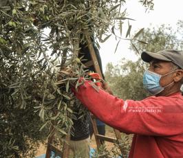 موسم الزيتون (10)