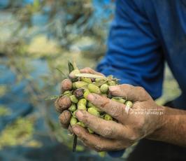 موسم الزيتون (13)
