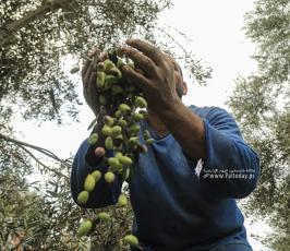 موسم الزيتون (14)