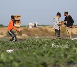 مزارعو غزة يفتتحون موسم الفراولة (1)