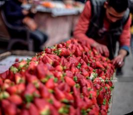 فراولة (14)