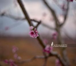 حقول الخوخ (6)
