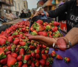فراولة (21)