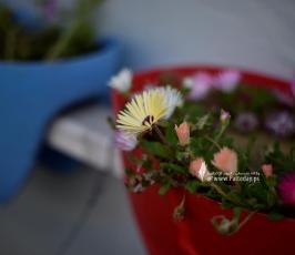 مشاتل ورد (1)