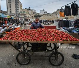 فراولة (23)