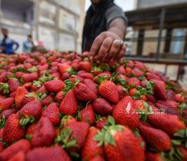 فراولة (17)