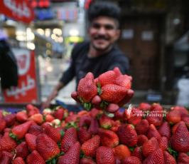 فراولة (22)