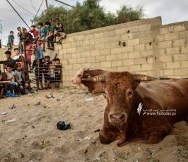اضاحي2020 (25)