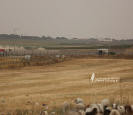 رعاة الأغنام (5)
