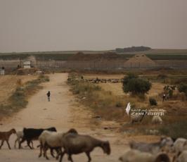 رعاة الأغنام (7)