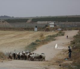 رعاة الأغنام (2)