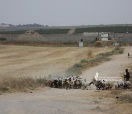 رعاة الأغنام (1)