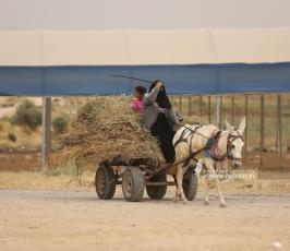 رعاة الأغنام (8)