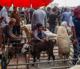 سوق الحلال (13)