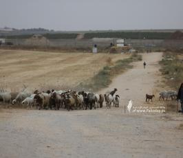 رعاة الأغنام (3)
