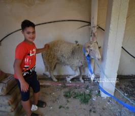اضاحي (20)