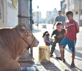 اضاحي (10)