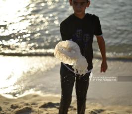قناديل (15)