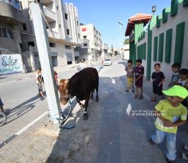 اضاحي (17)