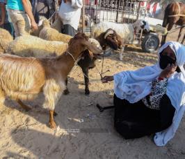 سوق الحلال (6)
