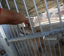 غزة تقاوم درجات الحرارة العالية إثر موجة الحر الشديدة التى تضرب فلسطين والمنطقة (3)