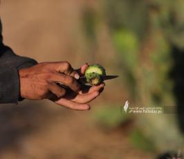 الصبر.. فاكهة أهل غزة التي تُنزع من شوكها (6)