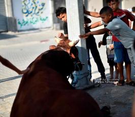 اضاحي (21)