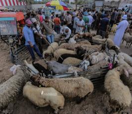 سوق الحلال (9)