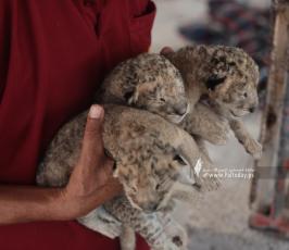  3 أشبال في حديقة حيوان شمال قطاع غزة (7)