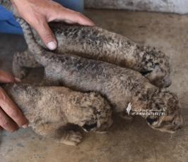  3 أشبال في حديقة حيوان شمال قطاع غزة (6)