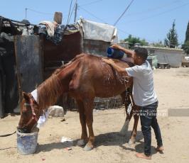 فقراء غزة  بيوت من الصفيح (9)