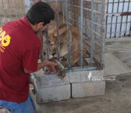  3 أشبال في حديقة حيوان شمال قطاع غزة (4)