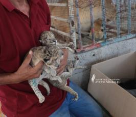  3 أشبال في حديقة حيوان شمال قطاع غزة (3)