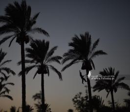 موسم البلج  (18)
