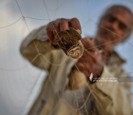 صيد الفر (6)