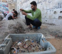 موسم السلطعونات في قطاع غزة (4)