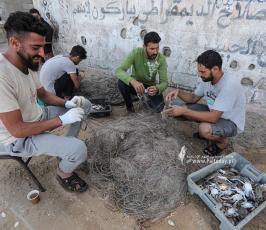 موسم السلطعونات في قطاع غزة (7)