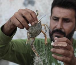 موسم السلطعونات في قطاع غزة (6)