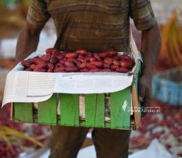 موسم البلج  (1)