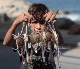 موسم السلطعونات في قطاع غزة (12)
