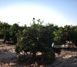 محررات (16)