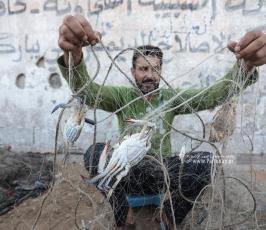 موسم السلطعونات في قطاع غزة (5)